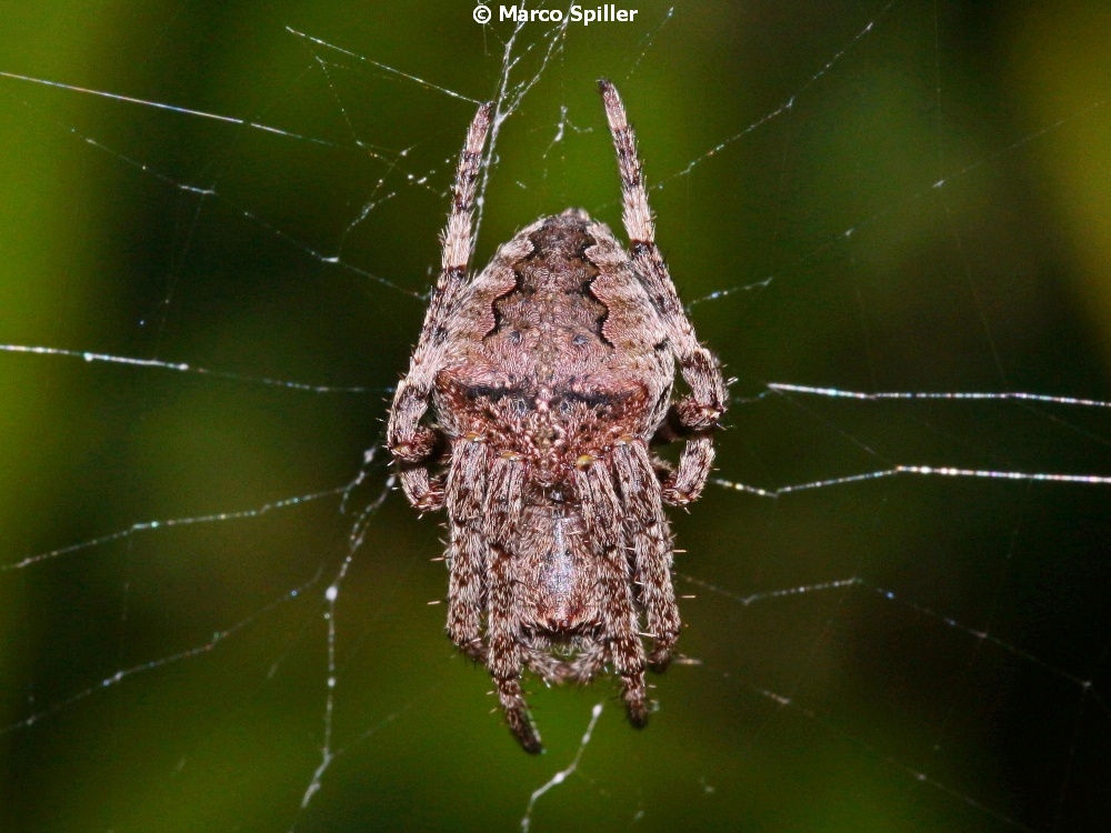 Larinioides....?  No, Araneus angulatus - Milano